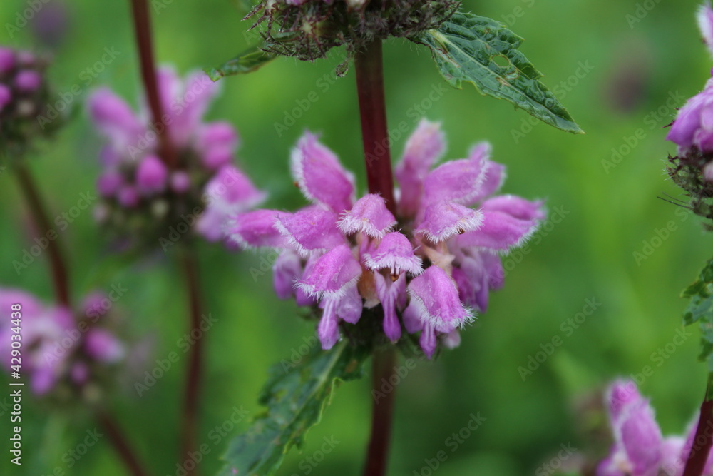 Pink Phlomoides tuberosa closeup in summer on a green background Pink Phlomoides tuberosa closeup in summer on a green background
