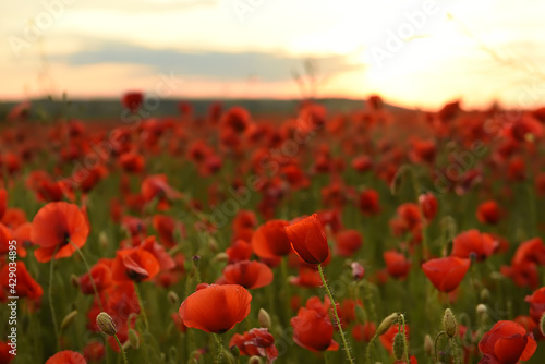 Fields with red poppies at sunset.