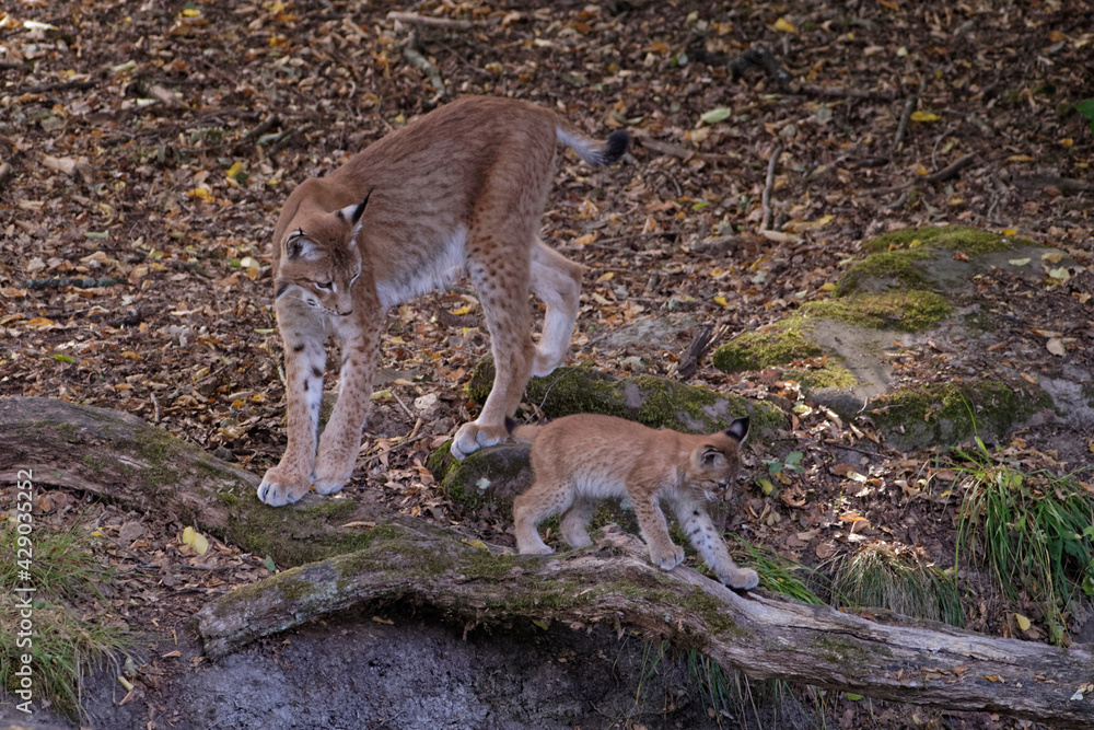 Lynx boréal Lynx boréal