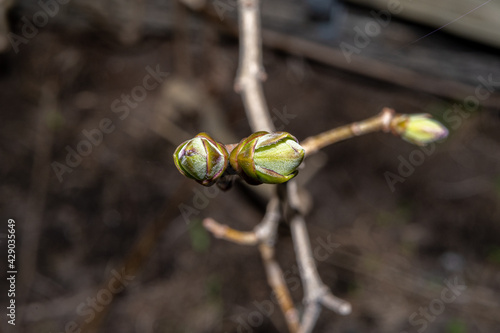 A close-up photo of buds on a tree. Dark blurry background. Picture from Eslov, Sweden