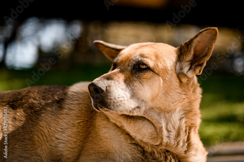 portrait of big fat dog that looks like shepherd at the park © fesenko