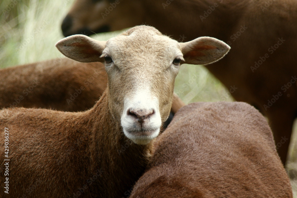 Brown sheep in flock