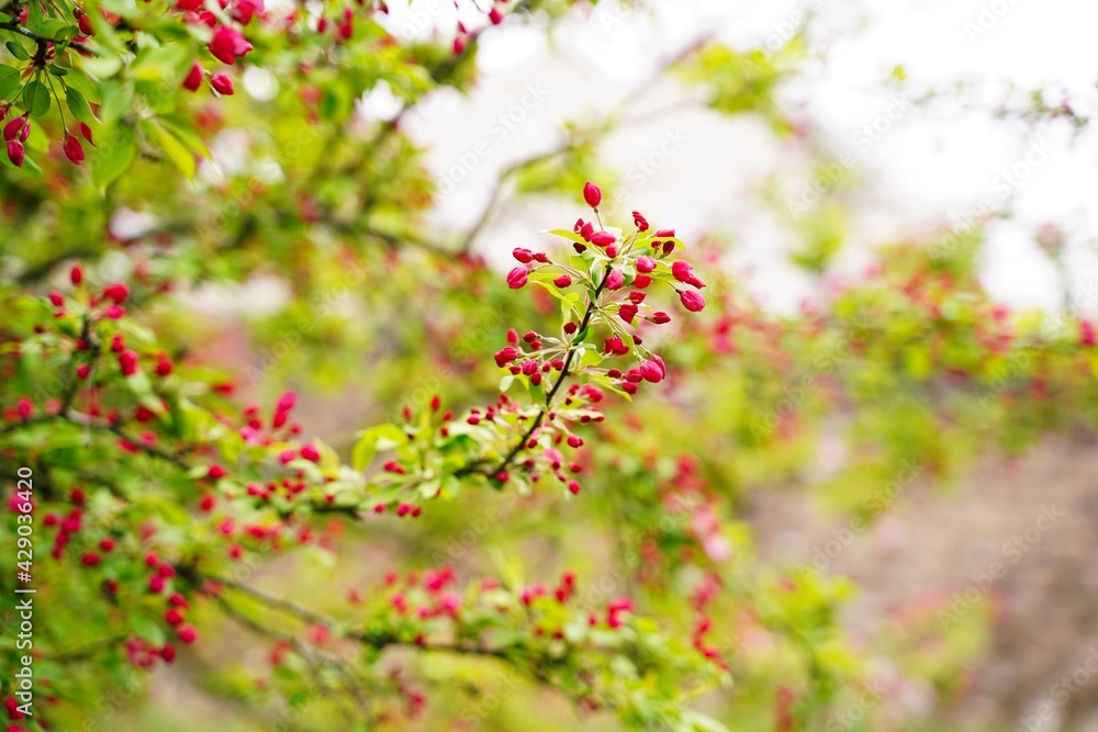 Apple blossom blooming - Spring background, selective focus Apple blossom blooming - Spring background, selective focus