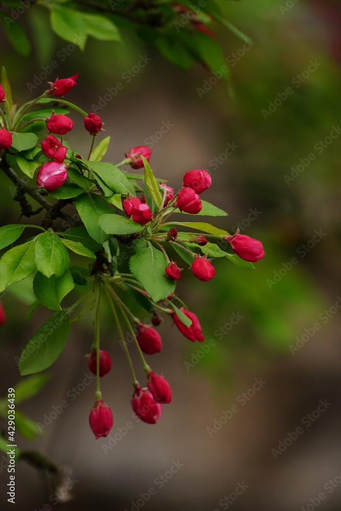 Obraz premium Apple blossom blooming - Spring background, selective focus