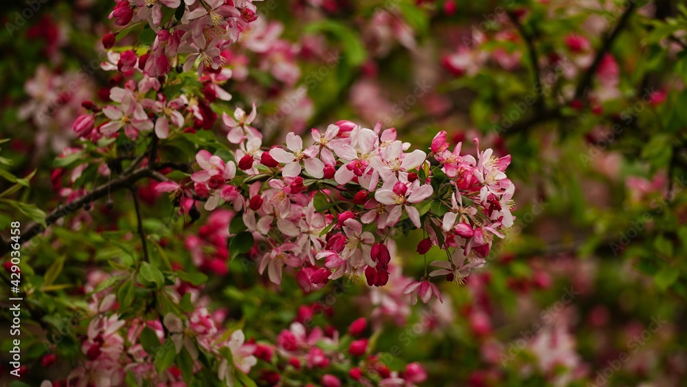 Apple blossom blooming - Spring background, selective focus Apple blossom blooming - Spring background, selective focus