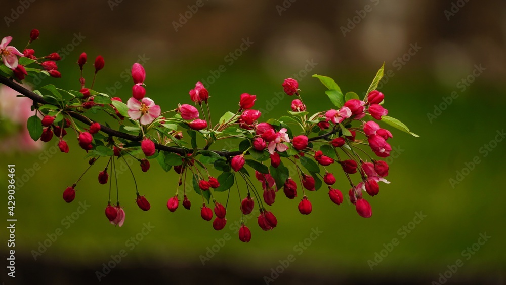 Apple blossom blooming - Spring background, selective focus Apple blossom blooming - Spring background, selective focus