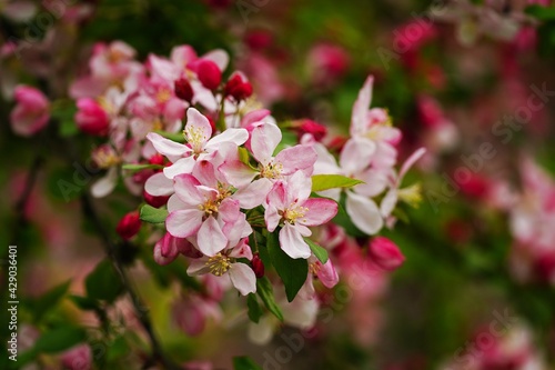 Apple blossom blooming - Spring background, selective focus