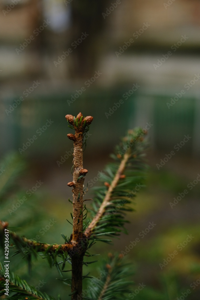 Fototapeta premium Green spring branch with pine needles