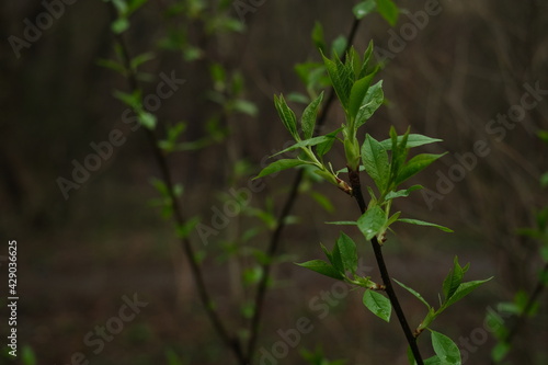 Green spring branch with leaves