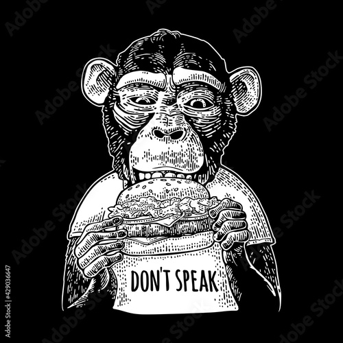 Monkey wearing a t-shirt eating a hamburger burger. Vintage black engraving