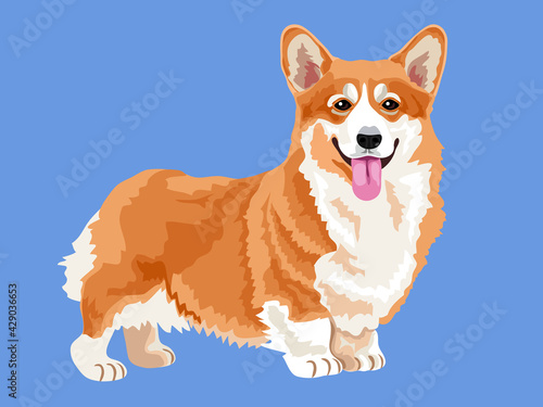 vector art corgi