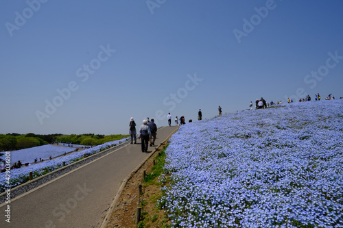 茨城県にある国営ひたちなか海浜公園でネモフィラが満開に咲き誇っていた風景を中心に一コマづつ納めました。