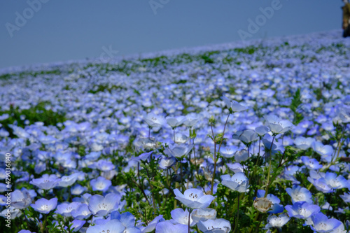 茨城県にある国営ひたちなか海浜公園でネモフィラが満開に咲き誇っていた風景を中心に一コマづつ納めました。
