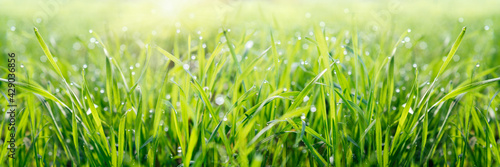 Fresh green background with dew drops on green grass banner size
