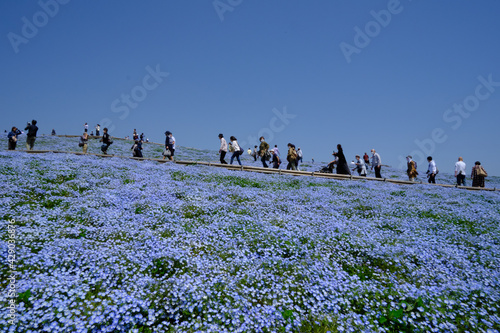 茨城県にある国営ひたちなか海浜公園でネモフィラが満開に咲き誇っていた風景を中心に一コマづつ納めました。