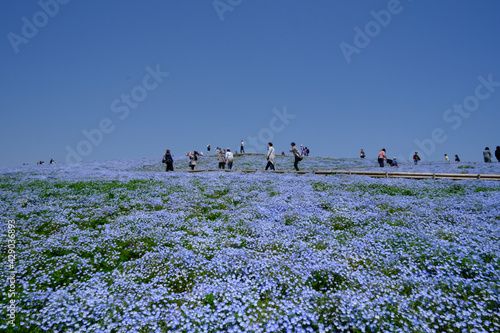 茨城県にある国営ひたちなか海浜公園でネモフィラが満開に咲き誇っていた風景を中心に一コマづつ納めました。