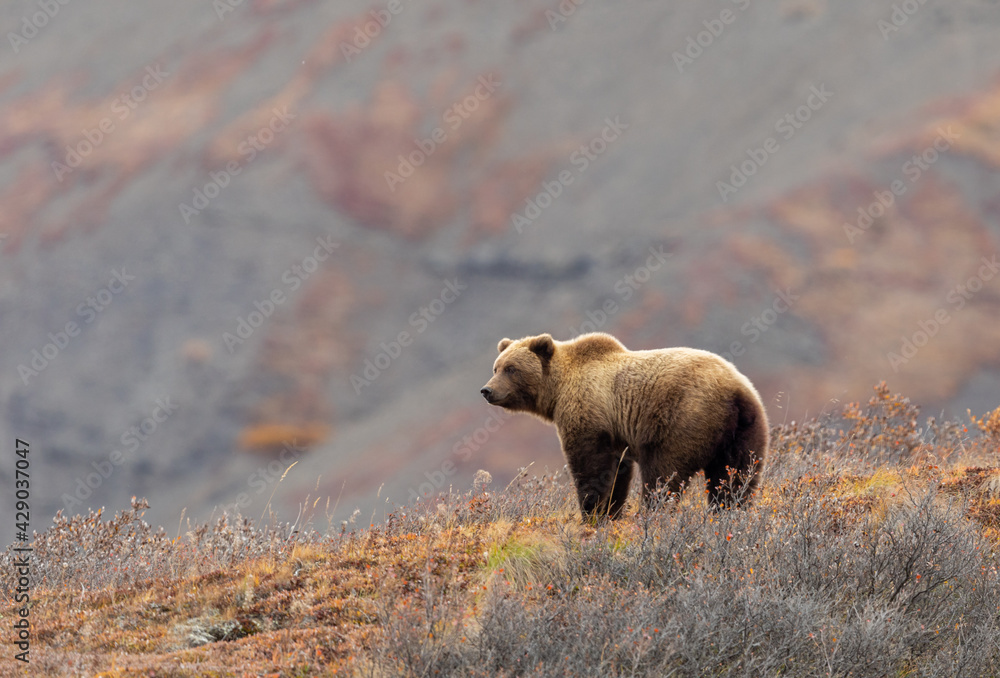 Grizzly Bear in Autumn in Denali National Park Alaska - obrazy, fototapety, plakaty 