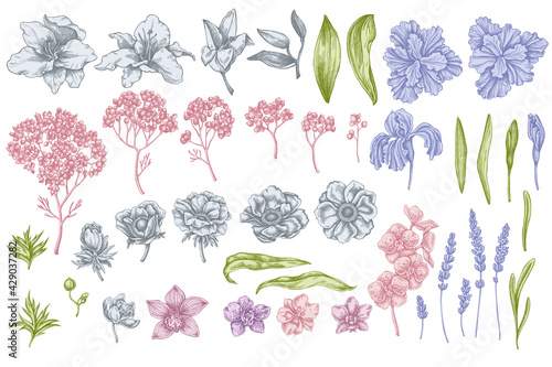 Fototapeta Naklejka Na Ścianę i Meble -  Vector set of hand drawn pastel anemone, lavender, rosemary everlasting, phalaenopsis, lily, iris