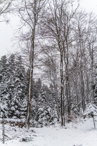 snow covered trees in winter