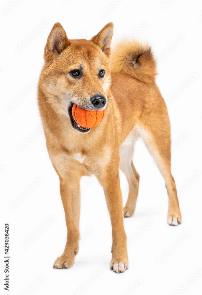 Adorable dog Shiba Inu holding ball in mouth and looking confused. Waiting for game playing. White background. Beautiful young active pet front view looking side. Full length