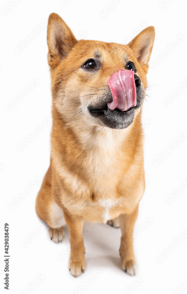Hungry dog Shiba Inu licking nose and looking with with curiosity and interest awaiting the treat tasty food. Pet on white background. Beautiful young hungry dog expecting to have meal. Full length