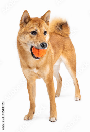 Adorable dog Shiba Inu holding ball in mouth and looking confused. Waiting for game playing. White background. Beautiful young active pet front view looking side. Full length