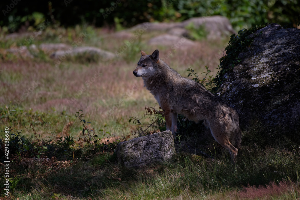 Loup gris d'Europe Loup gris d'Europe