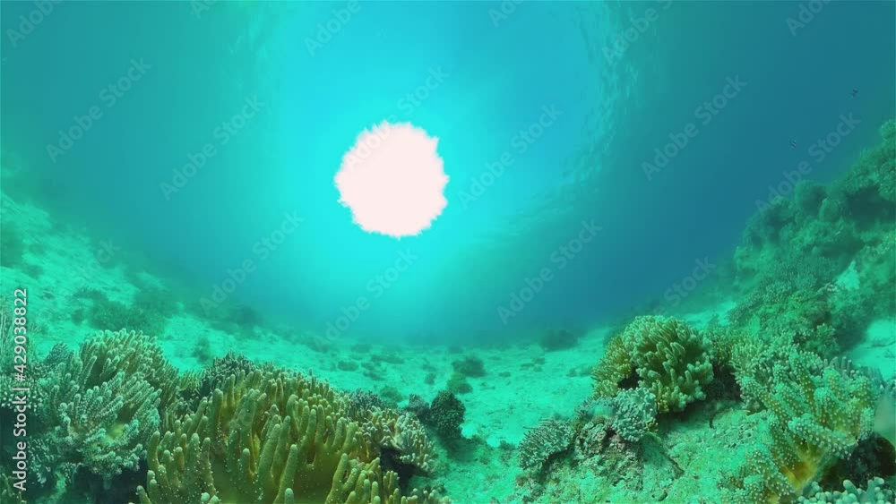 Beautiful underwater landscape with tropical fish and corals. Philippines. Beautiful underwater landscape with tropical fish and corals. Philippines.