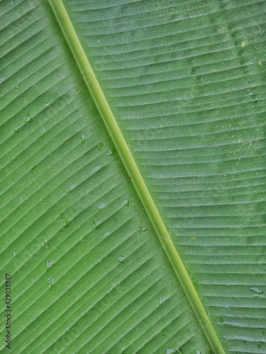 The banana leaf images are used for background images.