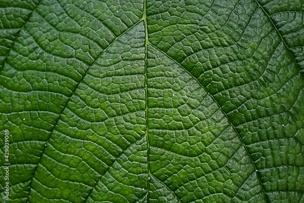 Natural background. Green leaf with veins close up Natural background. Green leaf with veins close up