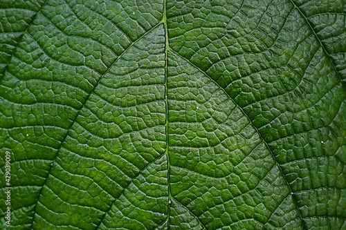 Natural background. Green leaf with veins close up