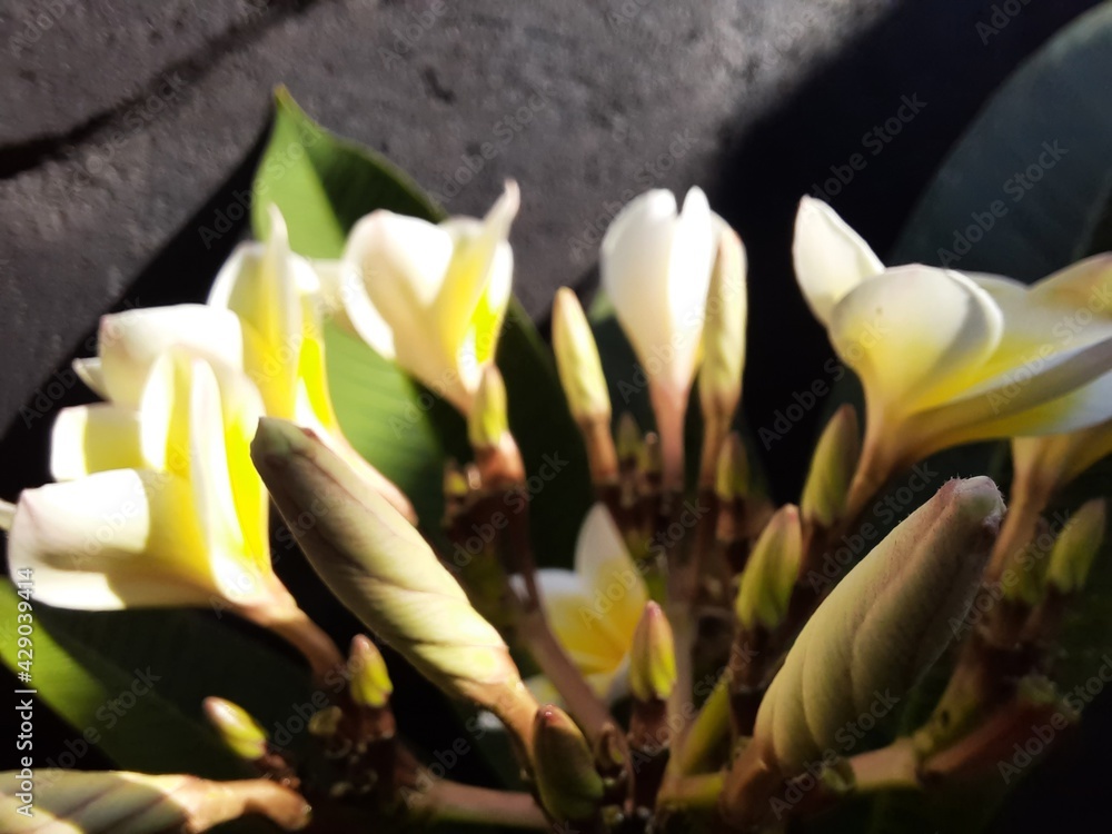 Obraz premium frangipani flowers in bloom and which have not yet bloomed on the frangipani tree