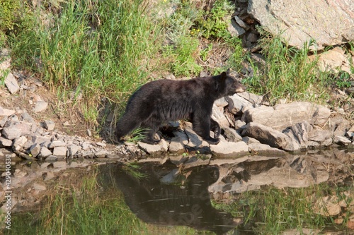 black bear strolls near river