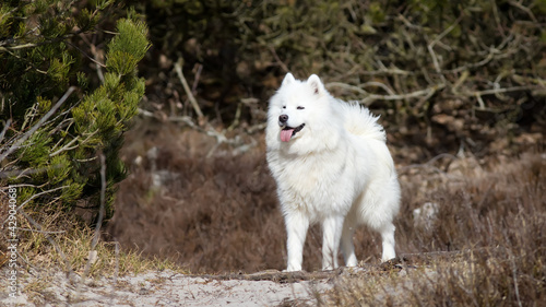 samoyed dog standing in the forest