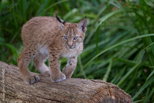 Lynx boréal juvénile © Patrick