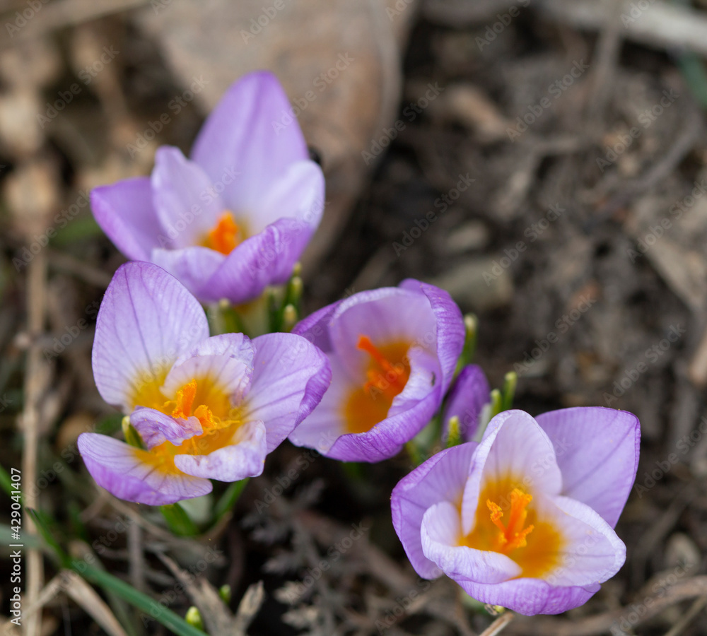 Blooming purple crocus flowers in spring time. Blooming purple crocus flowers in spring time.
