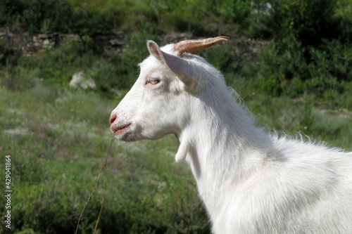 Little white goat eating grass in a summer green meadow. Beautiful baby goat on a pasture  rural landscape