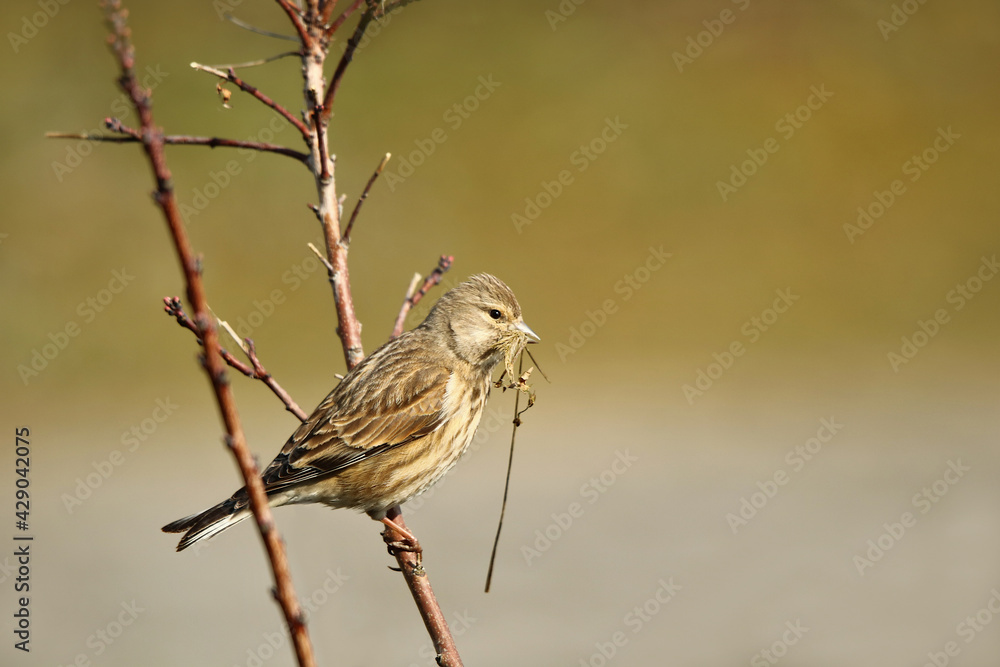 Fototapeta premium Bluthänfling Linaria cannabina Weibchen mit Nistmaterial im Schnabel