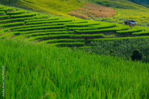 Rice fields on the mountain