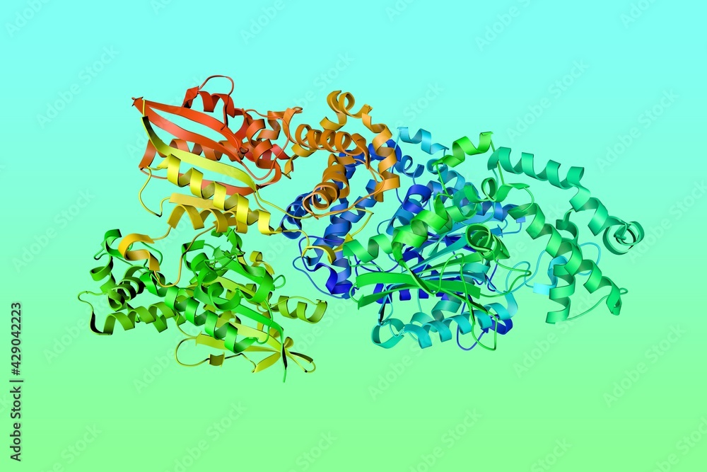 Crystal structure of human prostatic acid phosphatase, biomarker of prostate cancer. Ribbons diagram in rainbow colors. 3d illustration