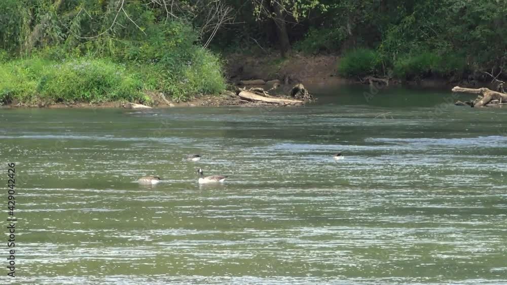 Georgia Chattahoochee River Summer Pan left to right on a flock of Canadian geese on the river Georgia Chattahoochee River Summer Pan left to right on a flock of Canadian geese on the river