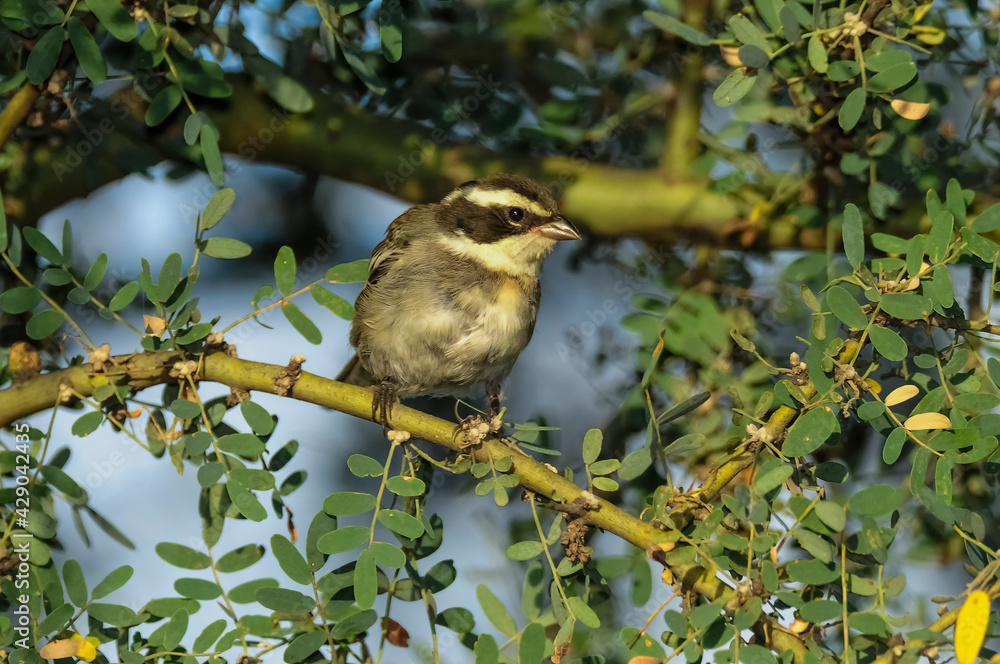 Fototapeta premium Black breasted Warbling finch,in Pampas Forest, La Pampa, Argentina