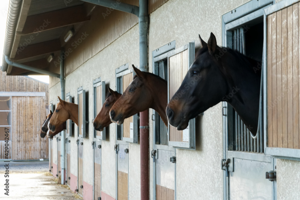 Wall Mural all horses are looking at a crazy horse in paddock