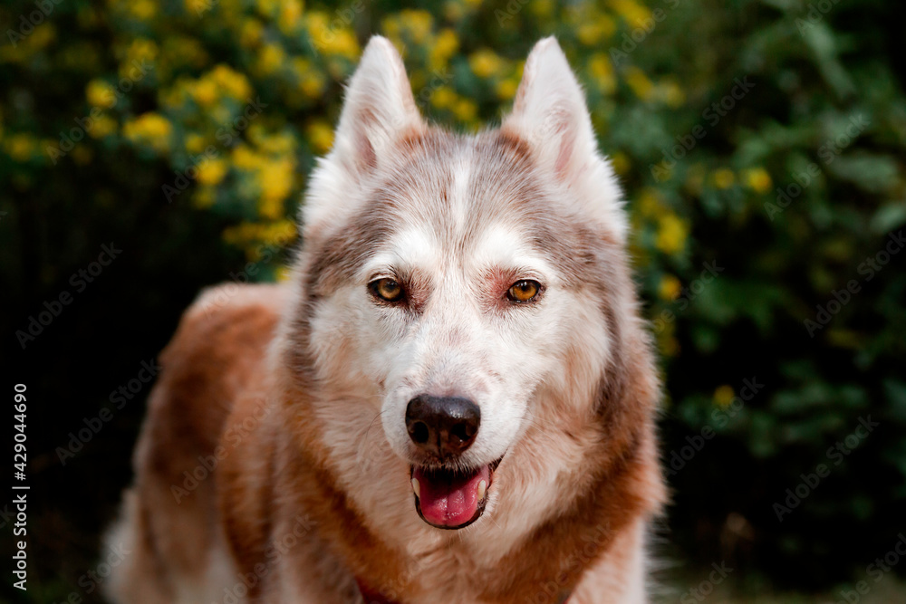 Portrait husky de Sibérie devant un massif de fleurs jaunes au printemps Portrait husky de Sibérie devant un massif de fleurs jaunes au printemps