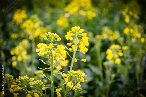 campo en primavera con plantas verdes