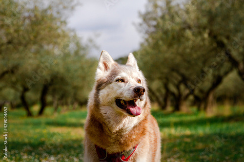 Husky de Sibérie dans une oliveraie du sud de la France photo