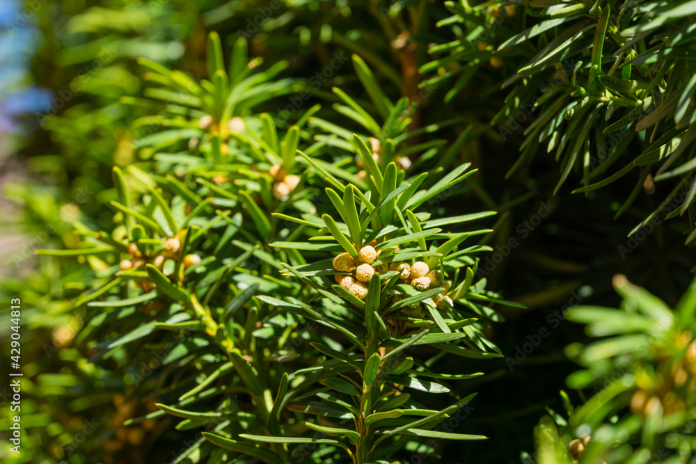 Flowering yew Taxus baccata Fastigiata Aurea. Bright green with yellow stripes foliage on English or European yew in spring garden. Selective focus. Nature concept for design Flowering yew Taxus baccata Fastigiata Aurea. Bright green with yellow stripes foliage on English or European yew in spring garden. Selective focus. Nature concept for design