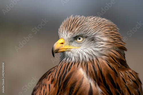 Beautiful Red Kite portrait (Milvus milvus). National symbol of wildlife in Wales. National bird of Wales.