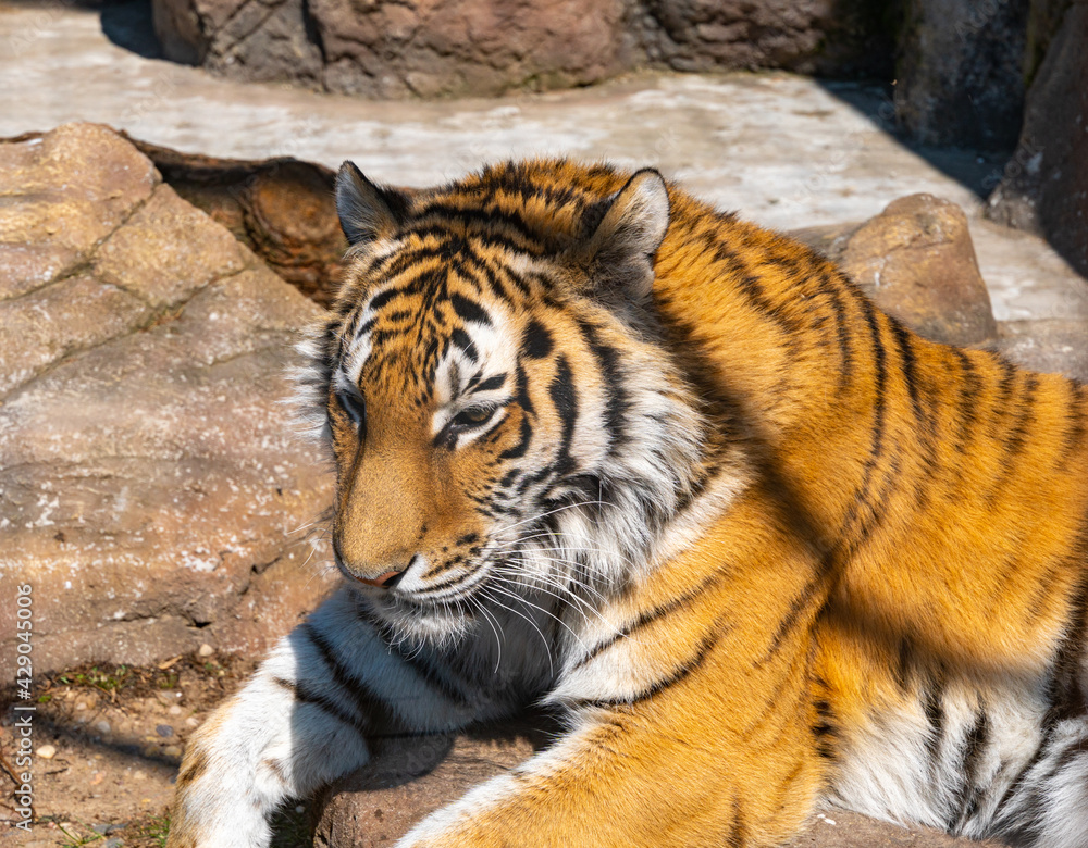 Bengal tiger lies on a rock and rests. Head of bengal tiger close-up Bengal tiger lies on a rock and rests. Head of bengal tiger close-up