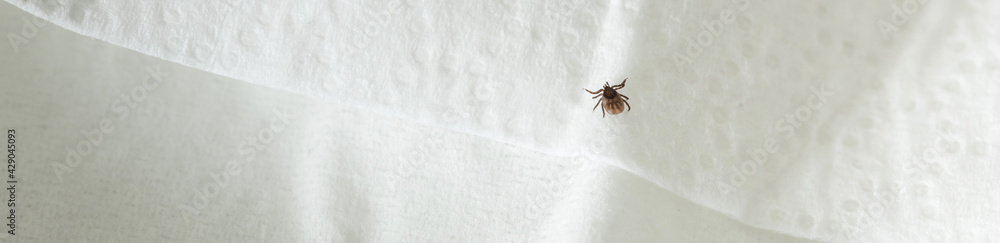 a small tick on a cloth panorama a small tick on a cloth panorama